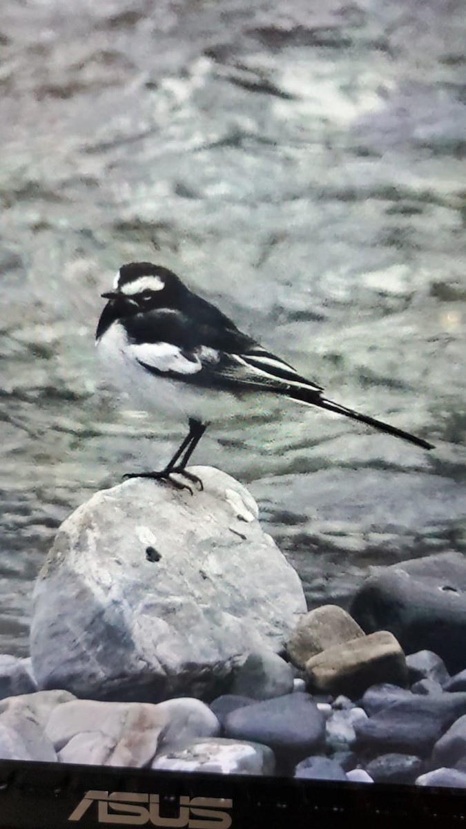 White-browed Wagtail - Bird Idiot