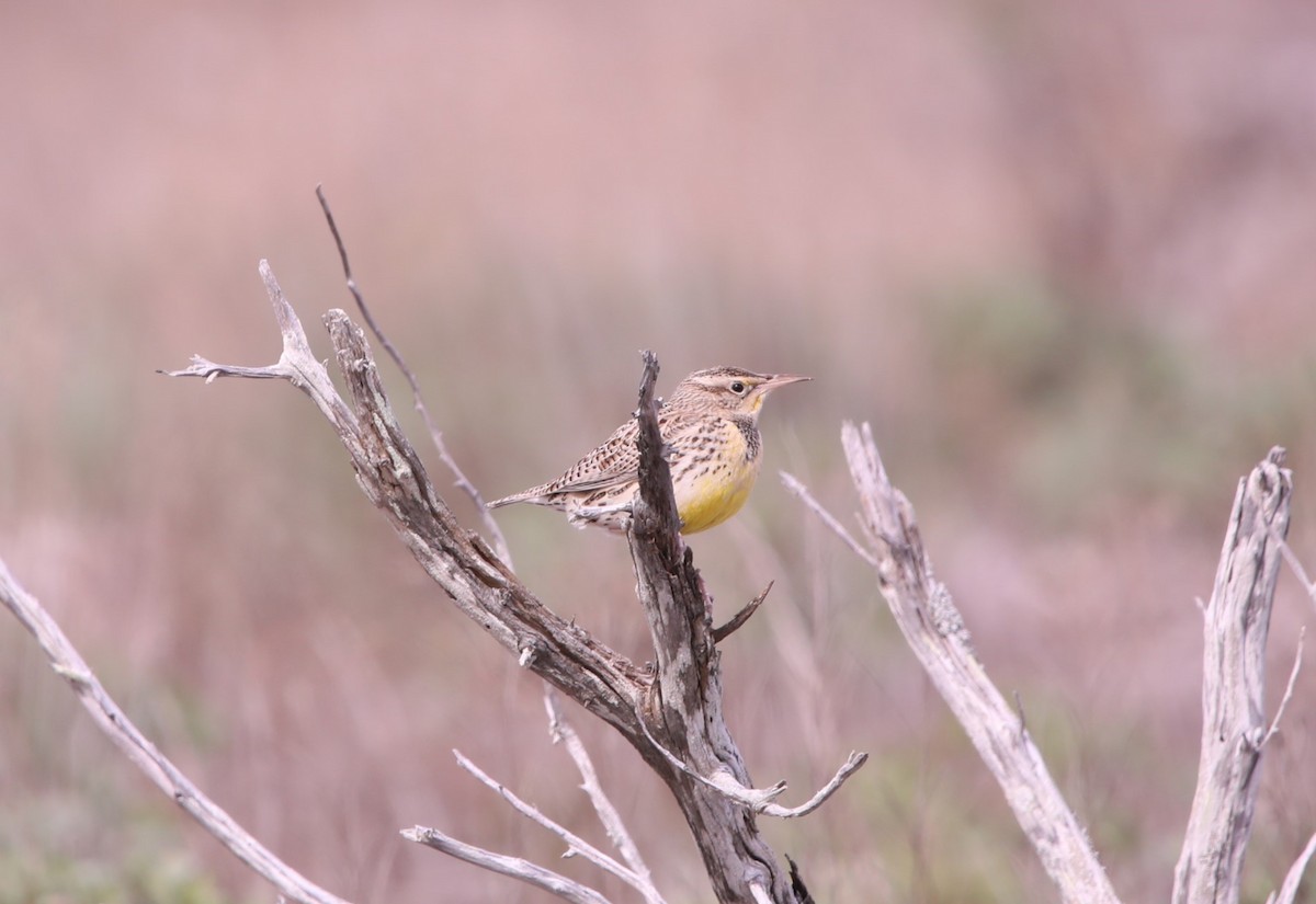 Western Meadowlark - John Groskopf