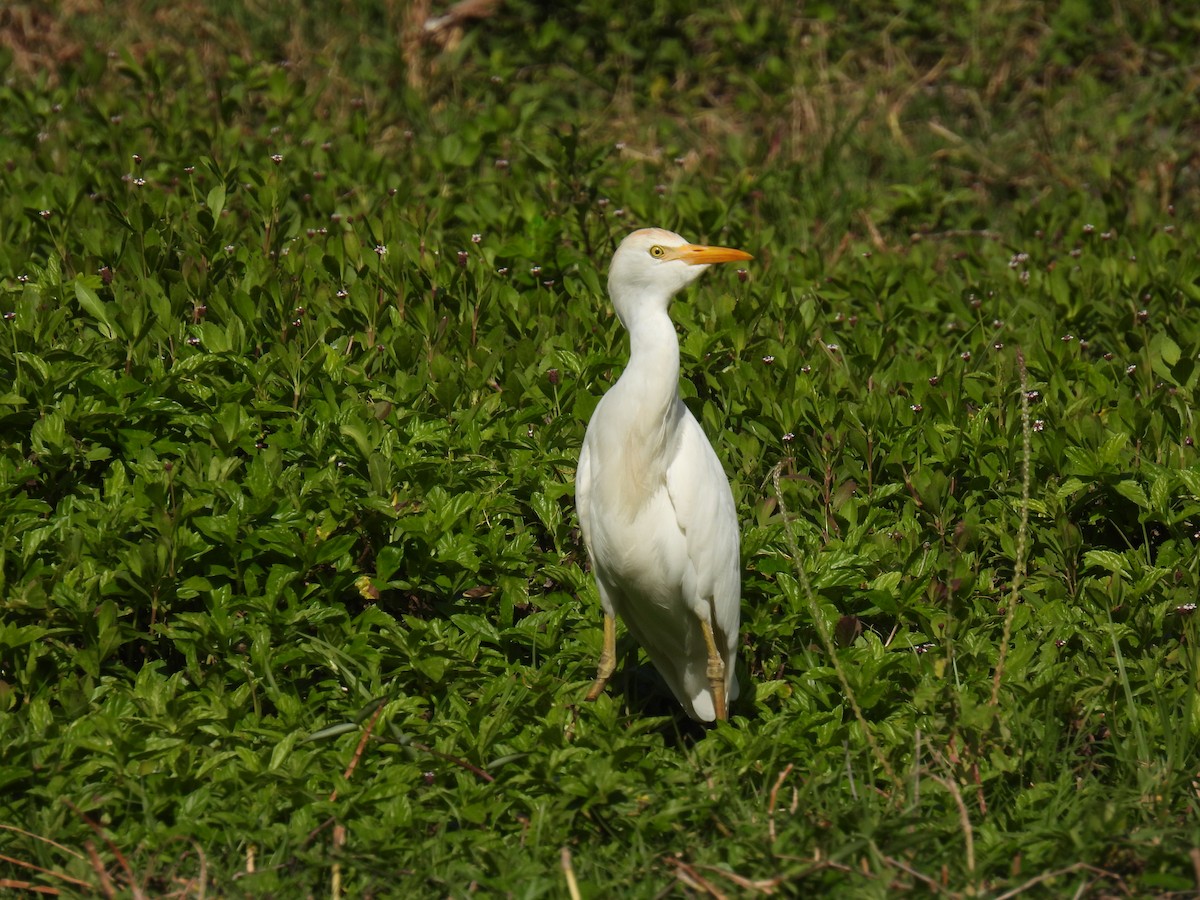 Чапля єгипетська (підвид ibis) - ML615156578
