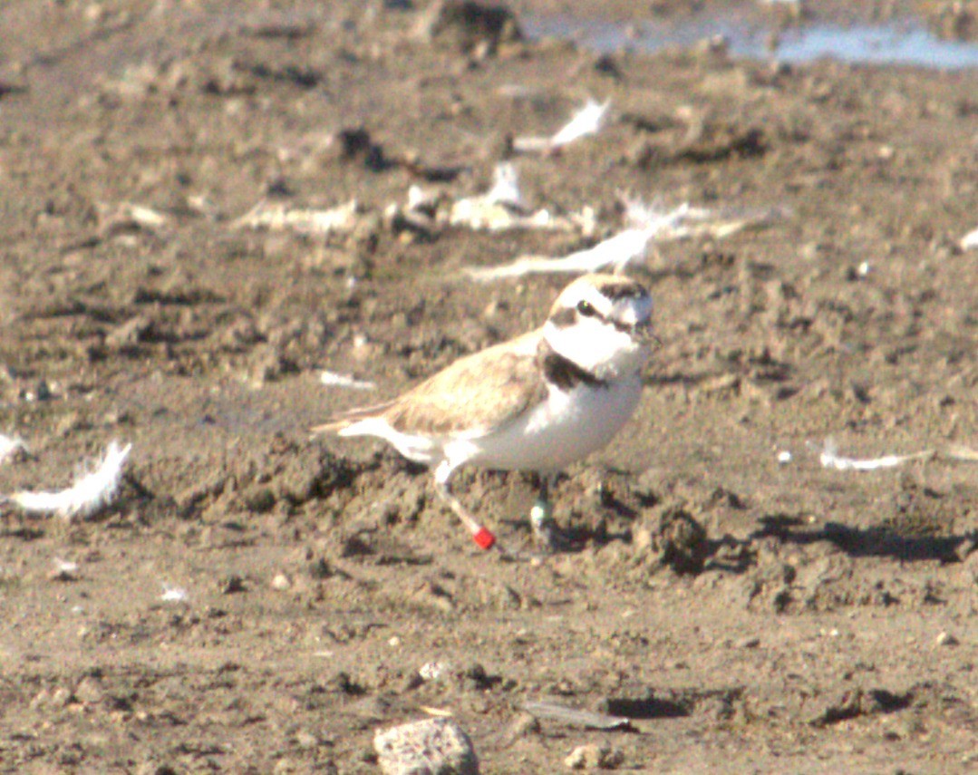 Snowy Plover - ML615156618