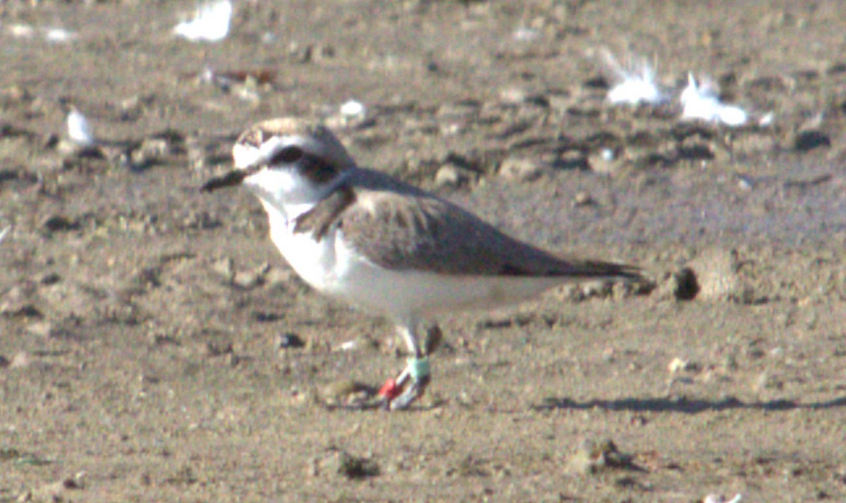 kulík západní - ML615156619