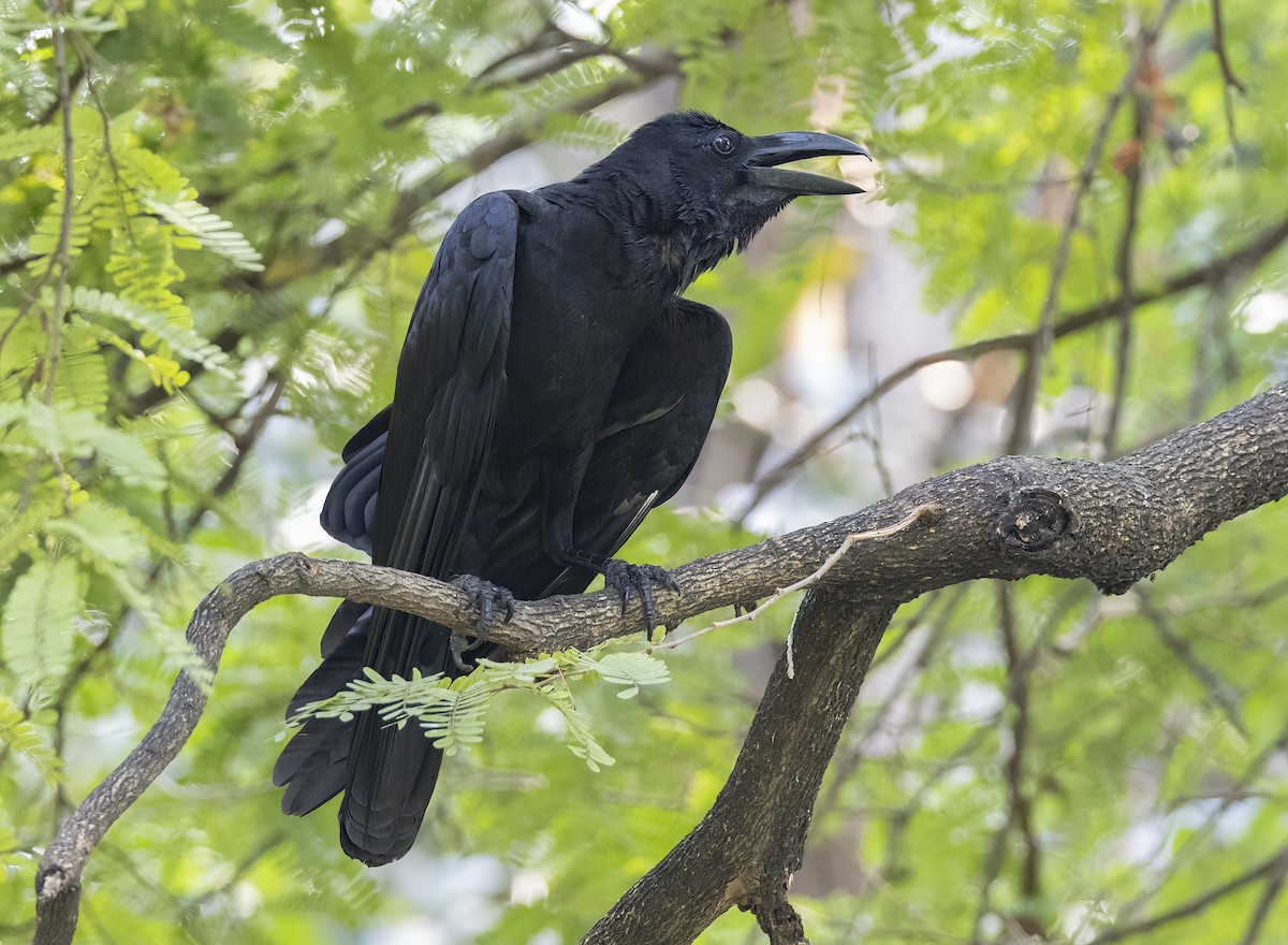Large-billed Crow (Eastern) - Iris Kilpatrick
