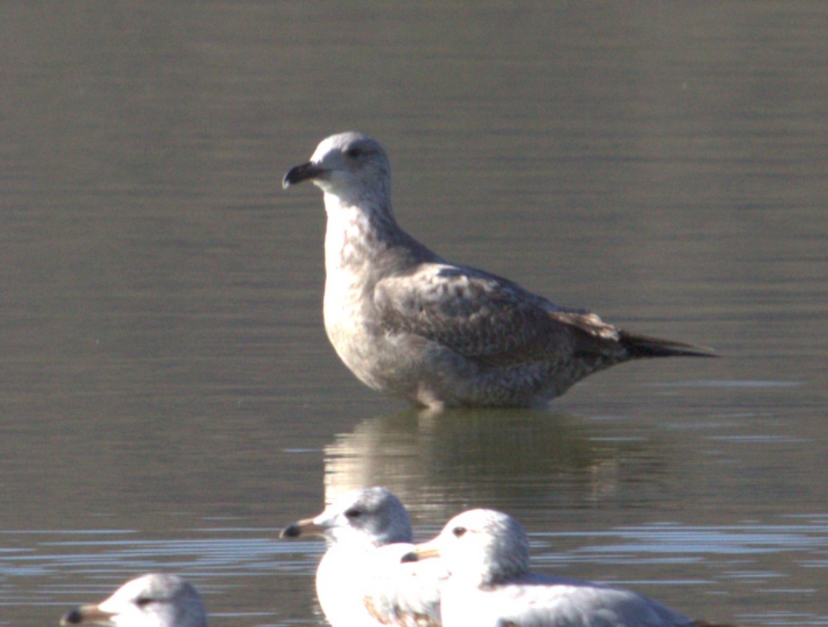 Larus sp. - ML615156699