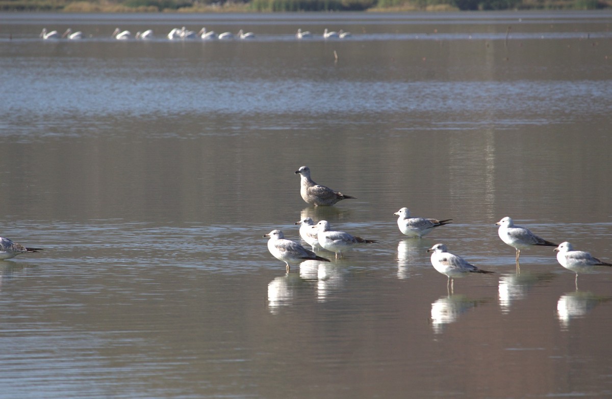 Larus sp. - ML615156701
