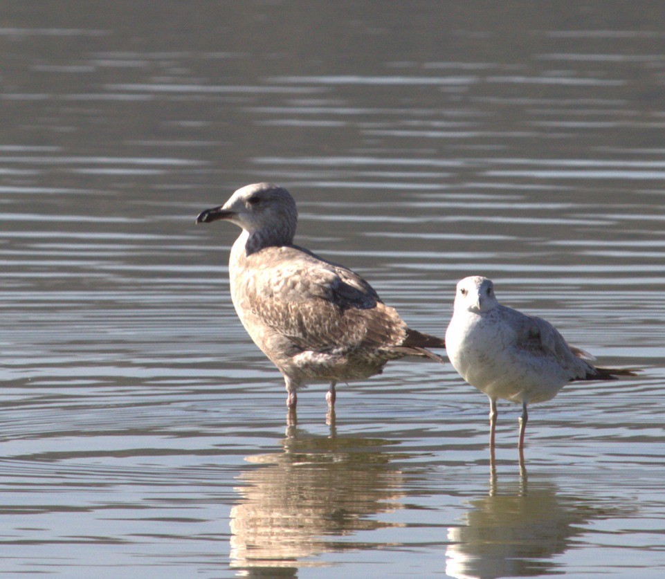 Larus sp. - ML615156702