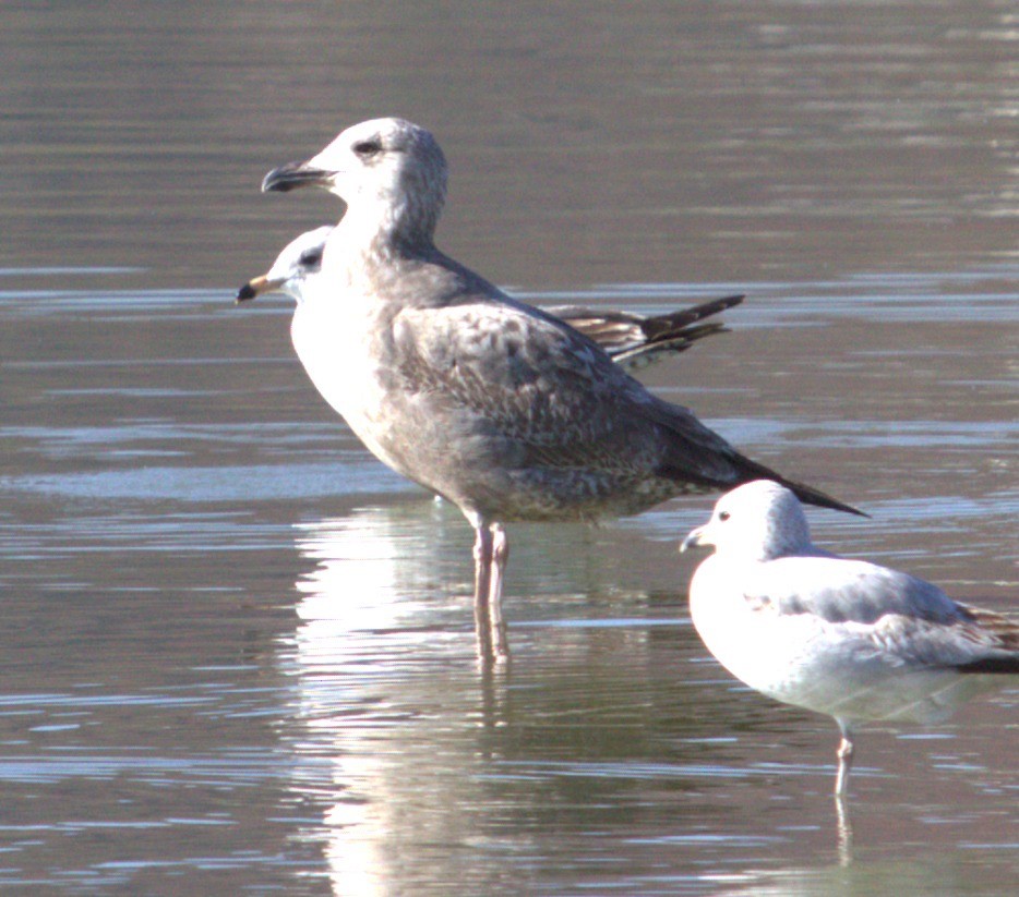 Larus sp. - ML615156705