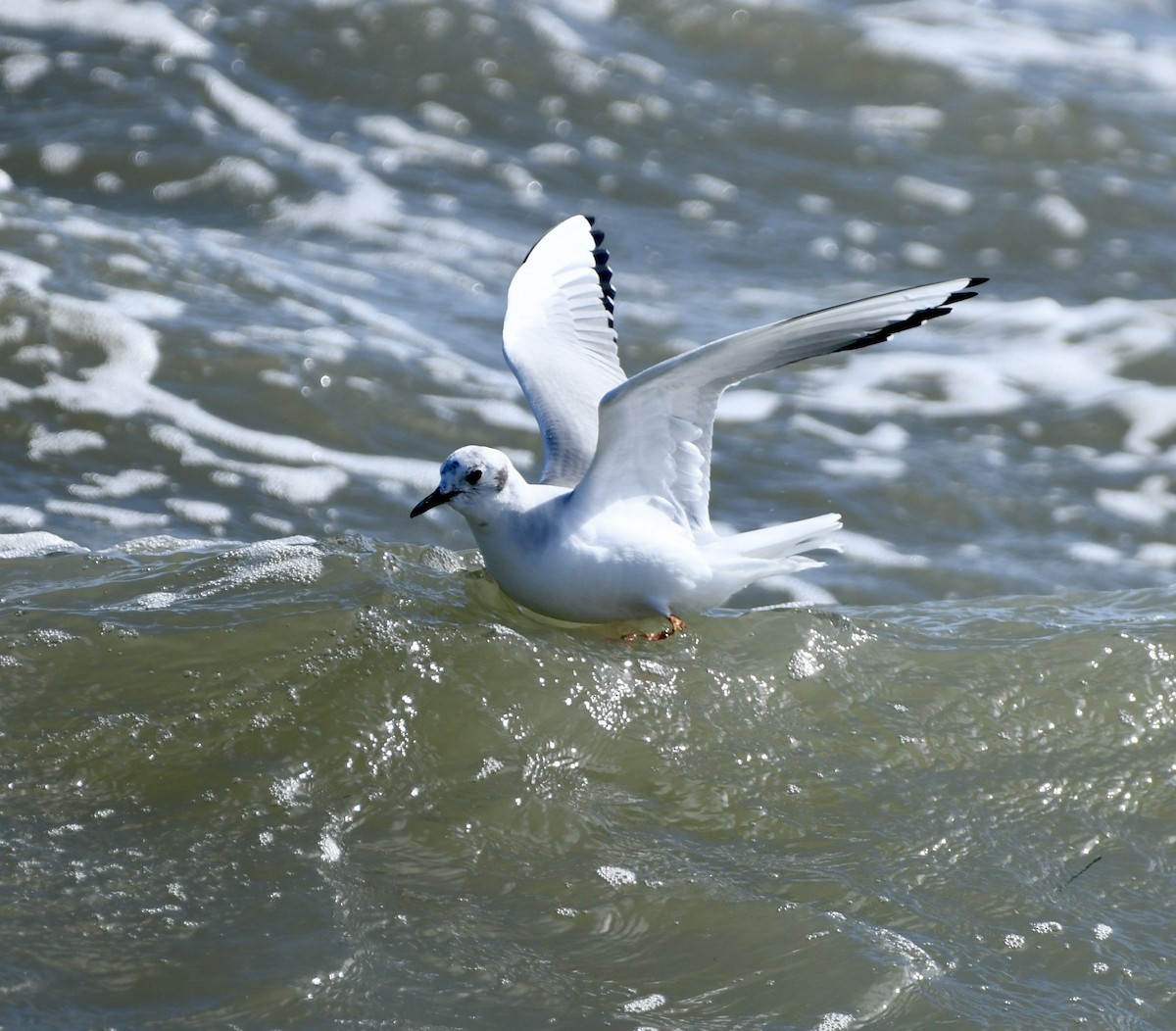 Mouette de Bonaparte - ML615156713