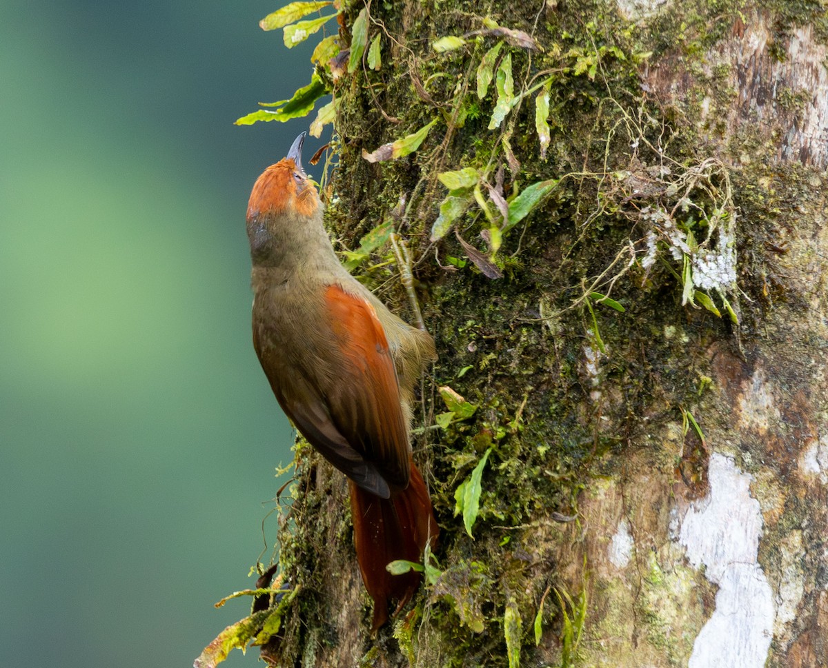Red-faced Spinetail - ML615156723