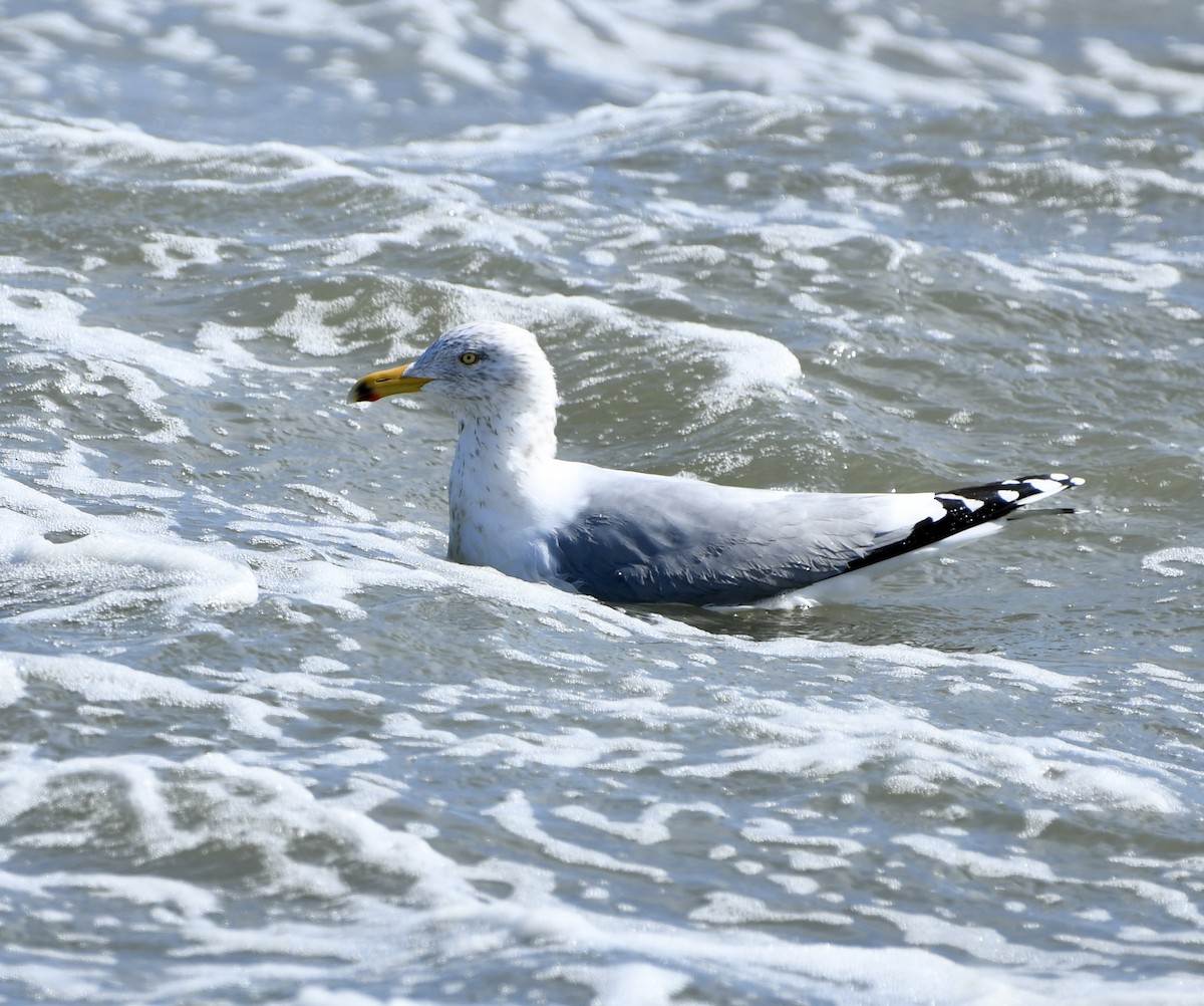 Gaviota Argéntea (americana) - ML615156729