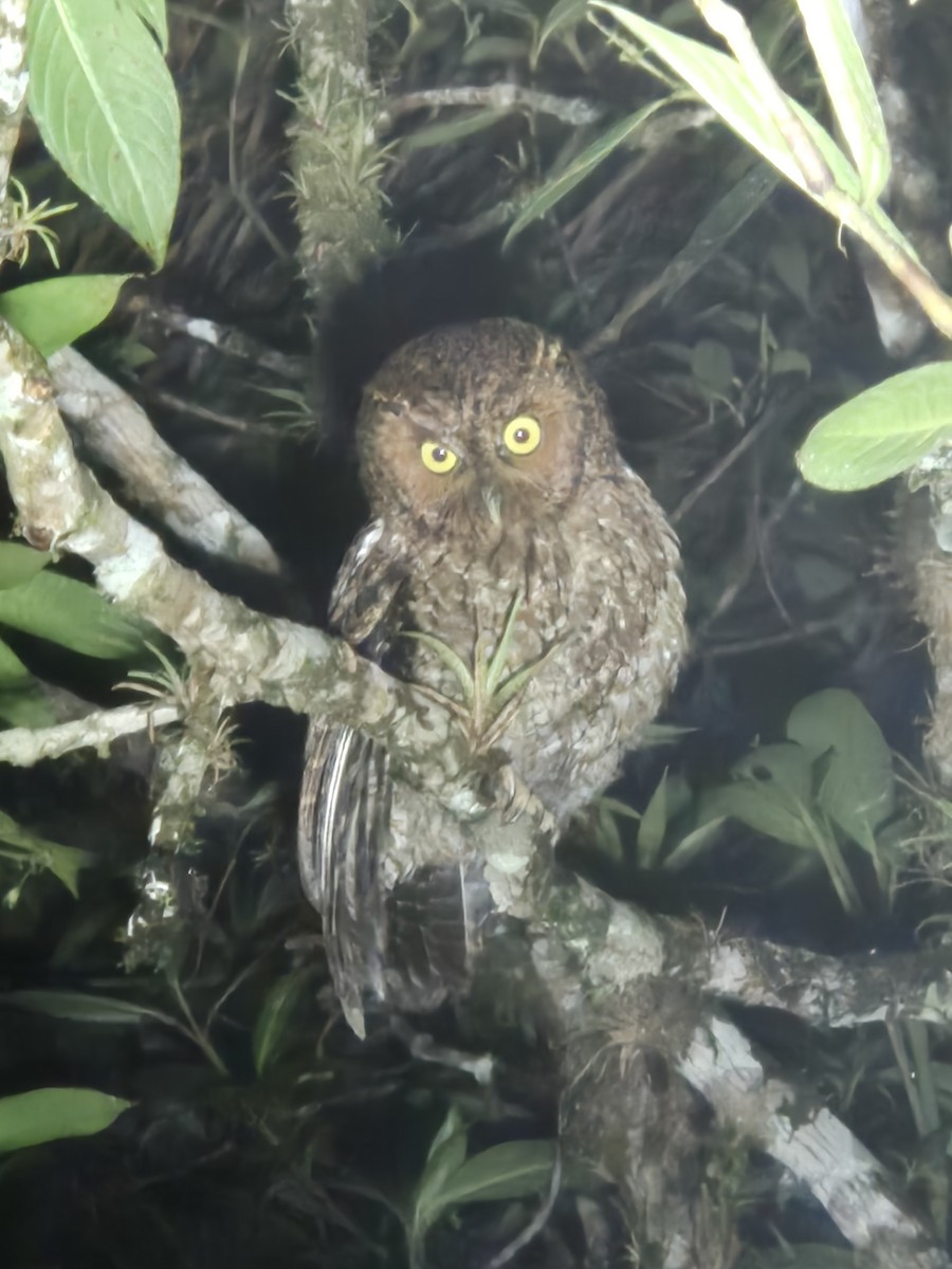 Bare-shanked Screech-Owl - Jessy Lopez Herra