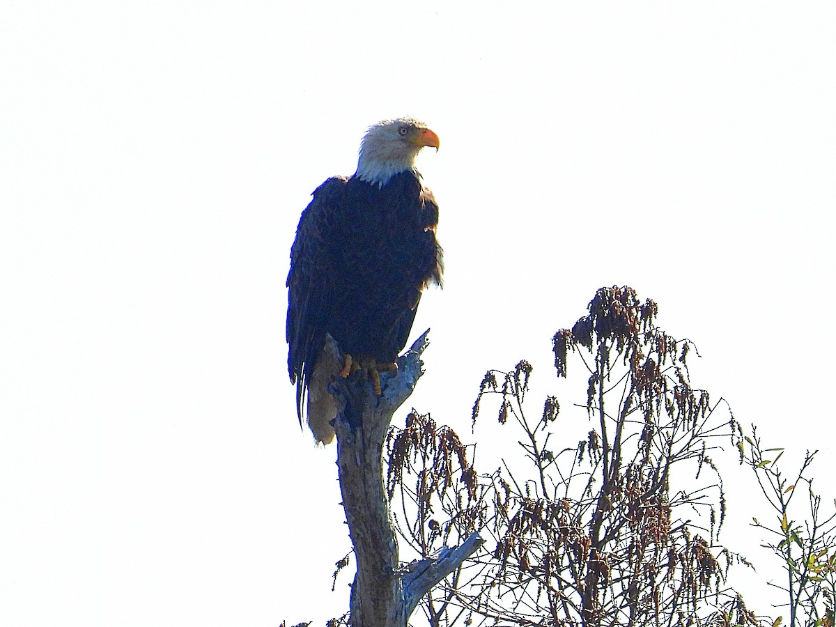 Bald Eagle - ML615156827