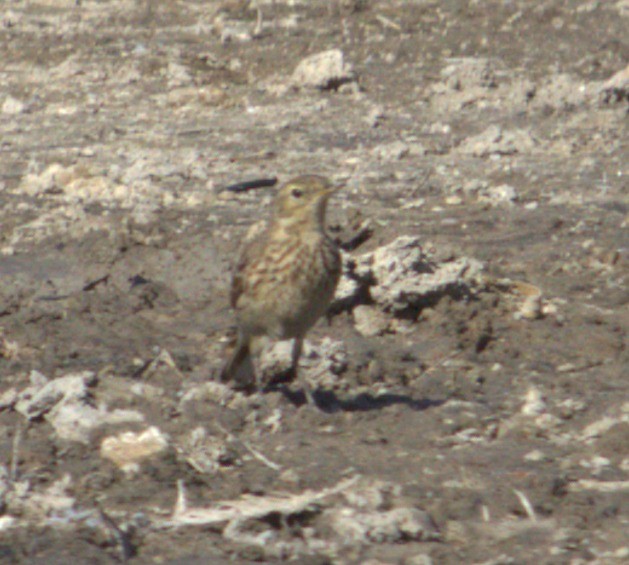 linduška tundrová - ML615156835