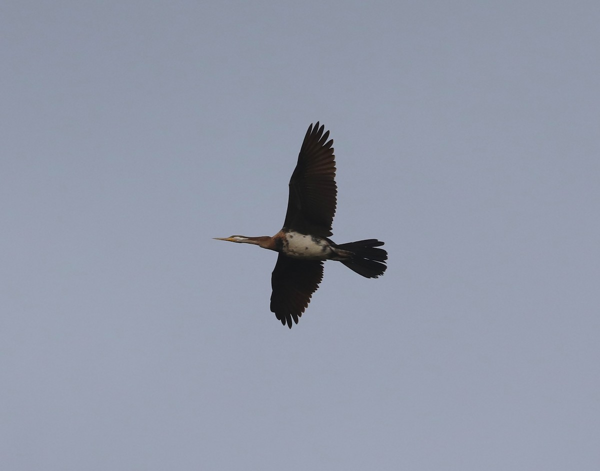 Australasian Darter - ML615156906