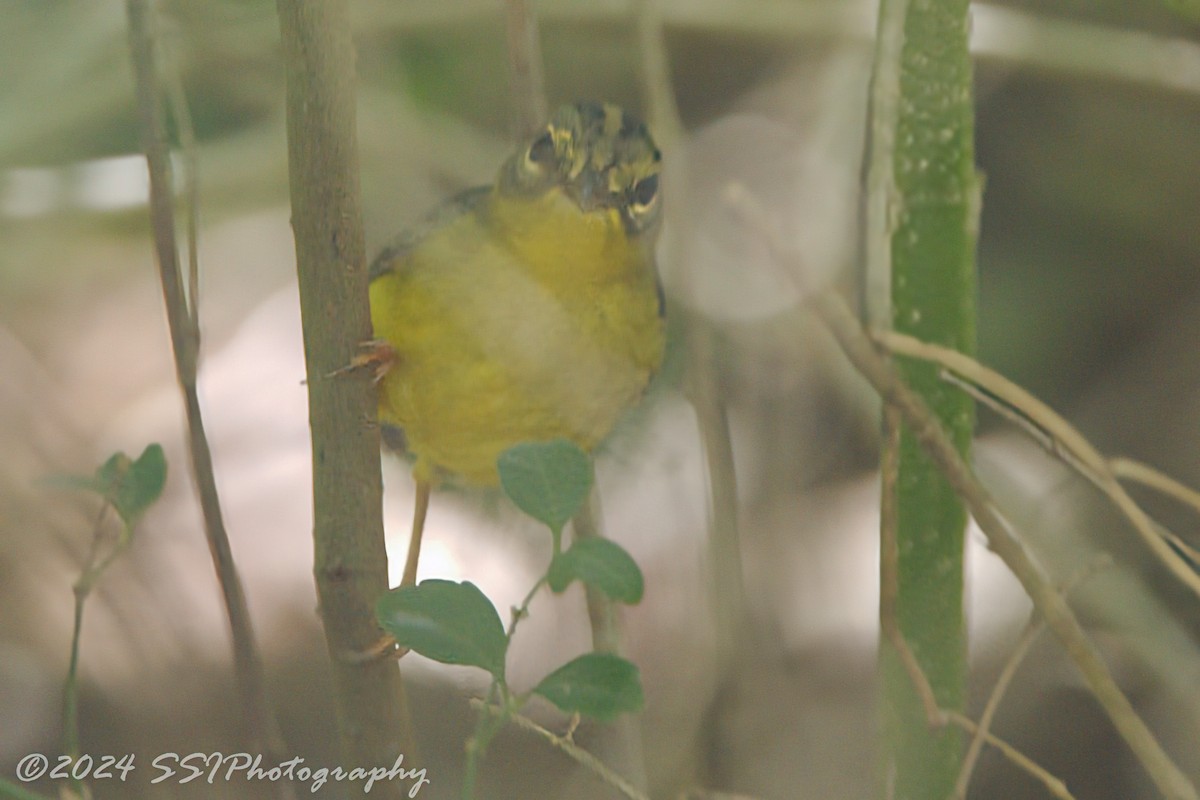 Golden-crowned Warbler - ML615156907