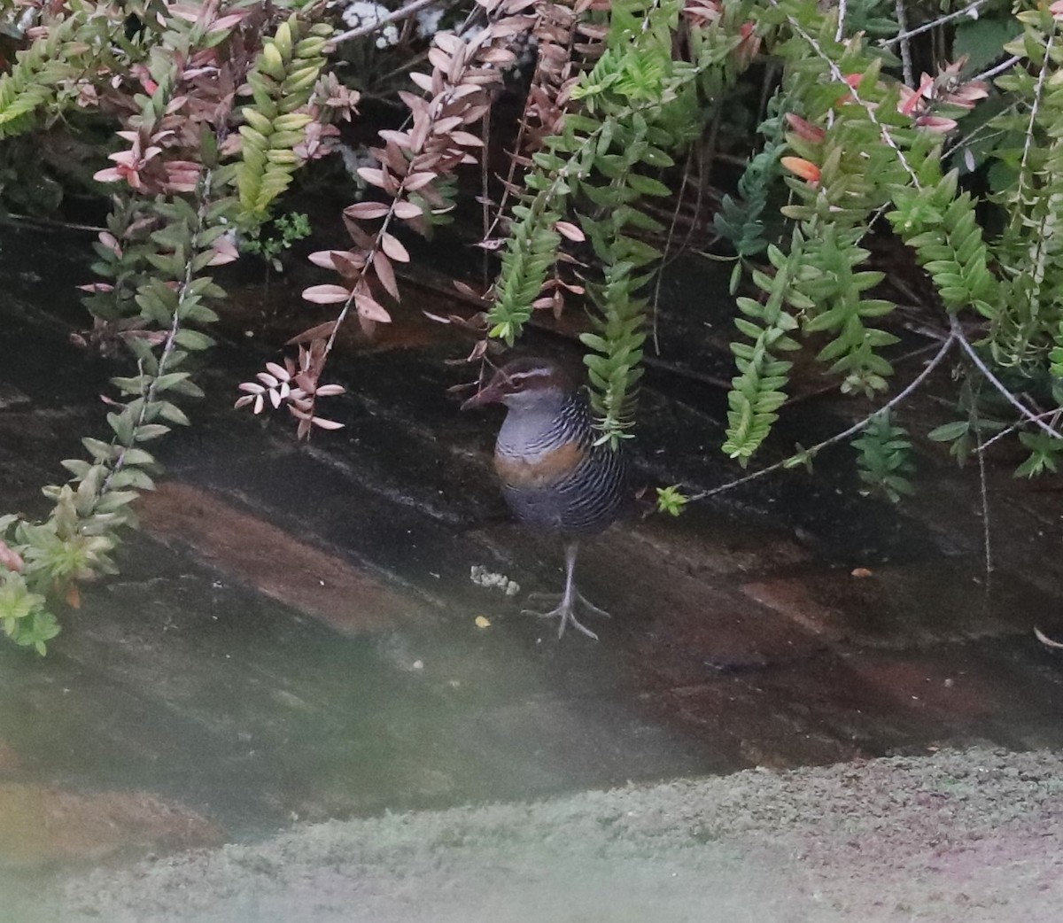 Buff-banded Rail - ML615156919