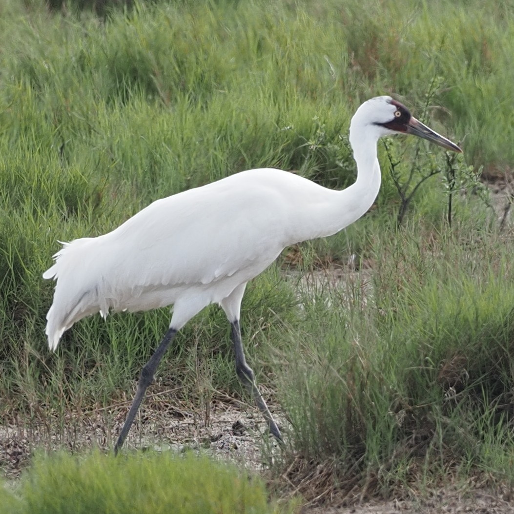 Whooping Crane - ML615156975