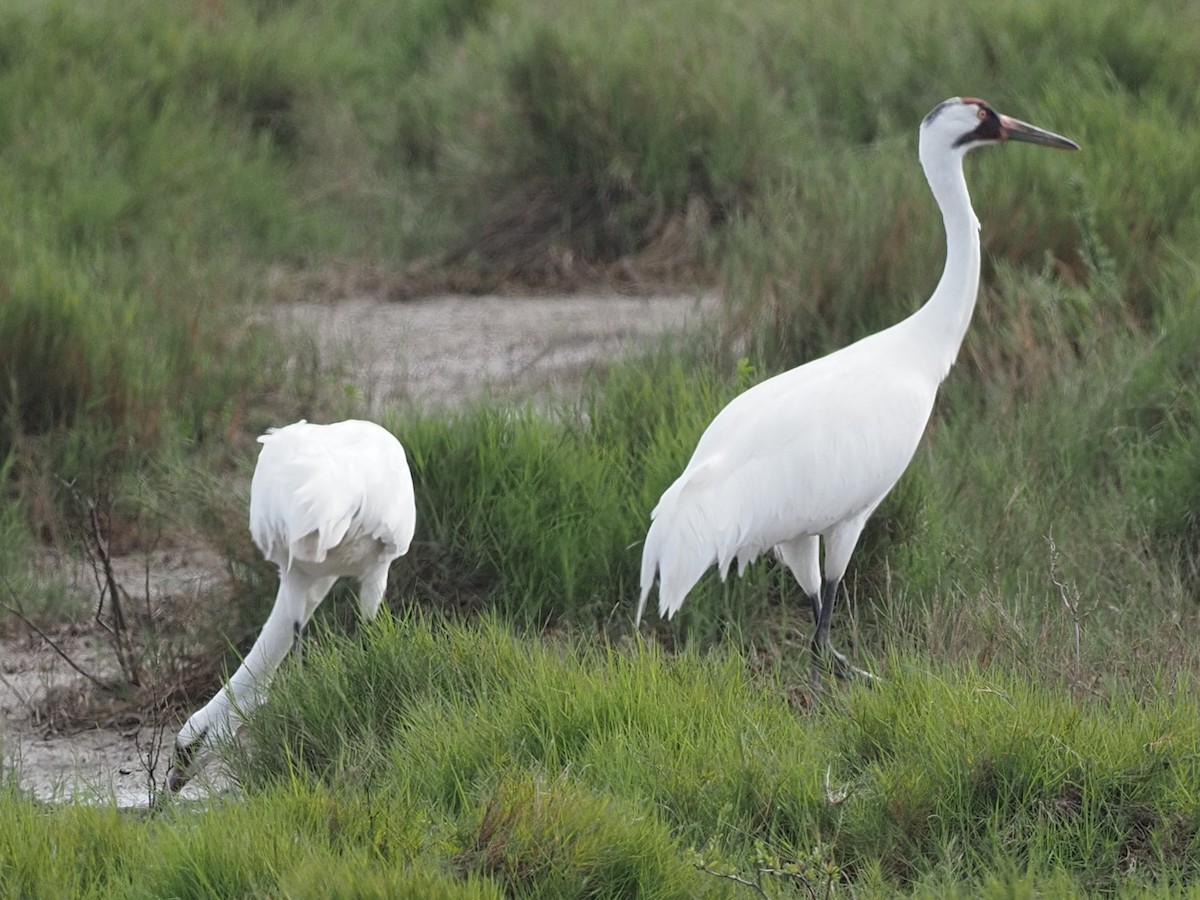 Whooping Crane - ML615156976