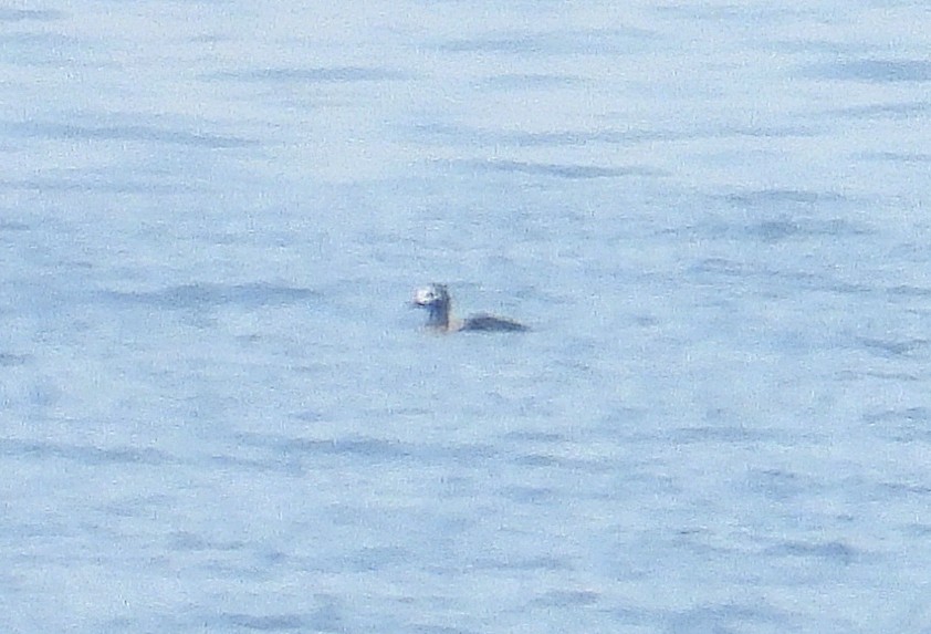 Long-tailed Duck - ML615157009