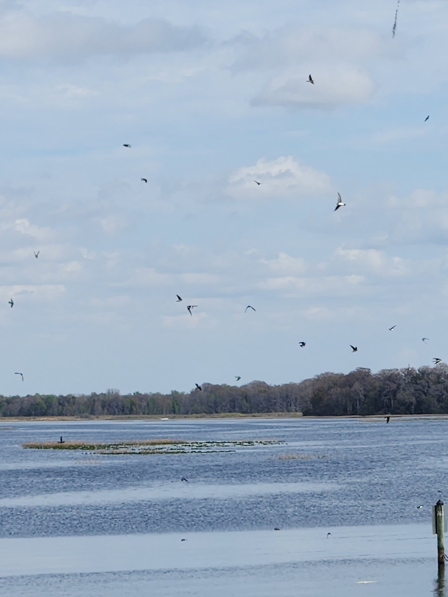Tree Swallow - ML615157024
