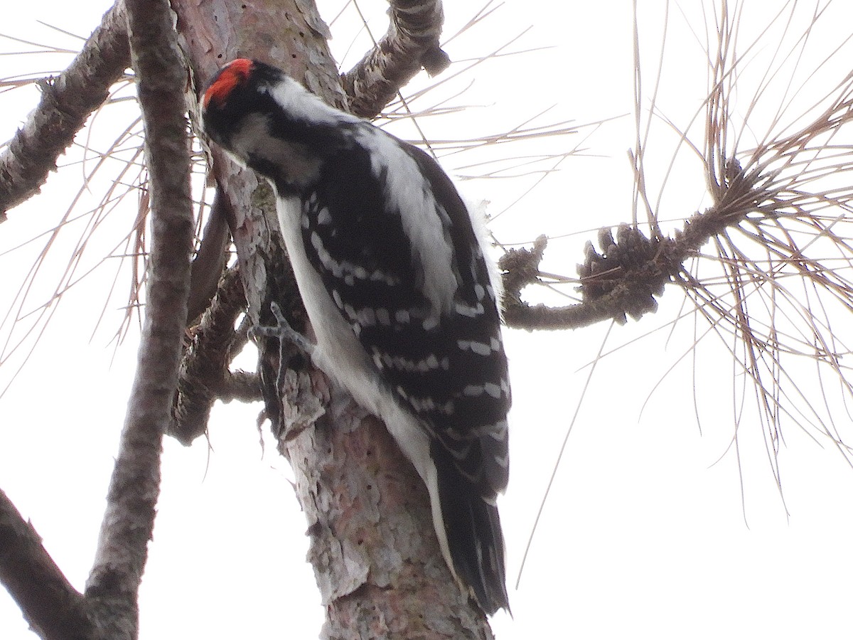 Hairy Woodpecker - Don Henise