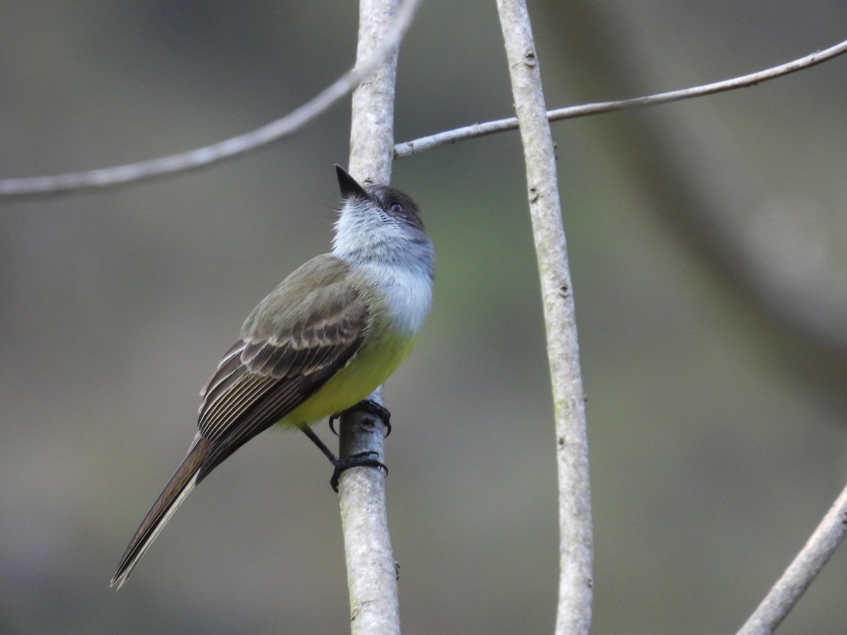 Pale-edged Flycatcher - ML615157055