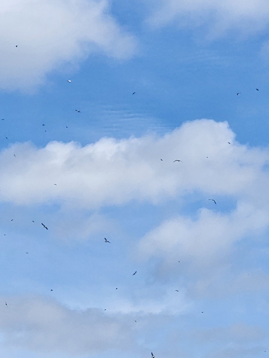 Tree Swallow - ML615157056