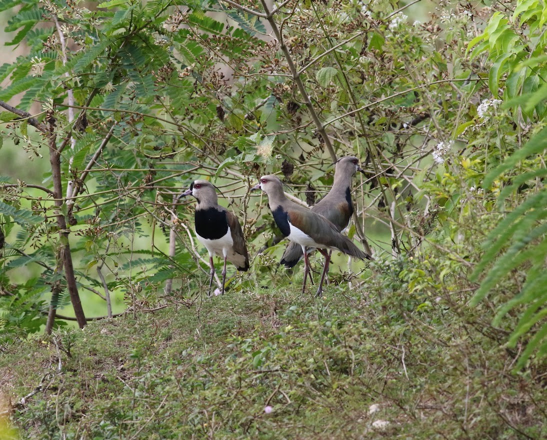 Southern Lapwing - James P. Smith