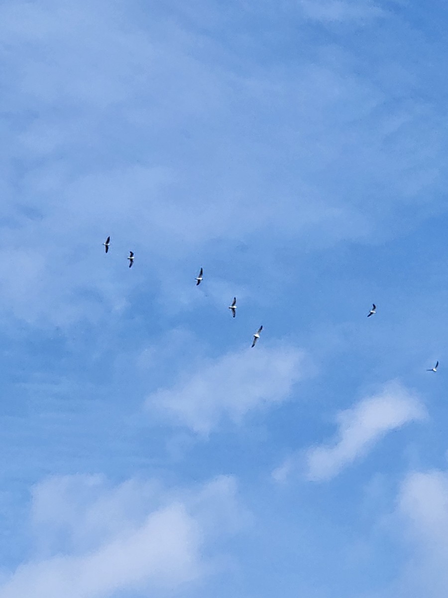 Tree Swallow - ML615157087