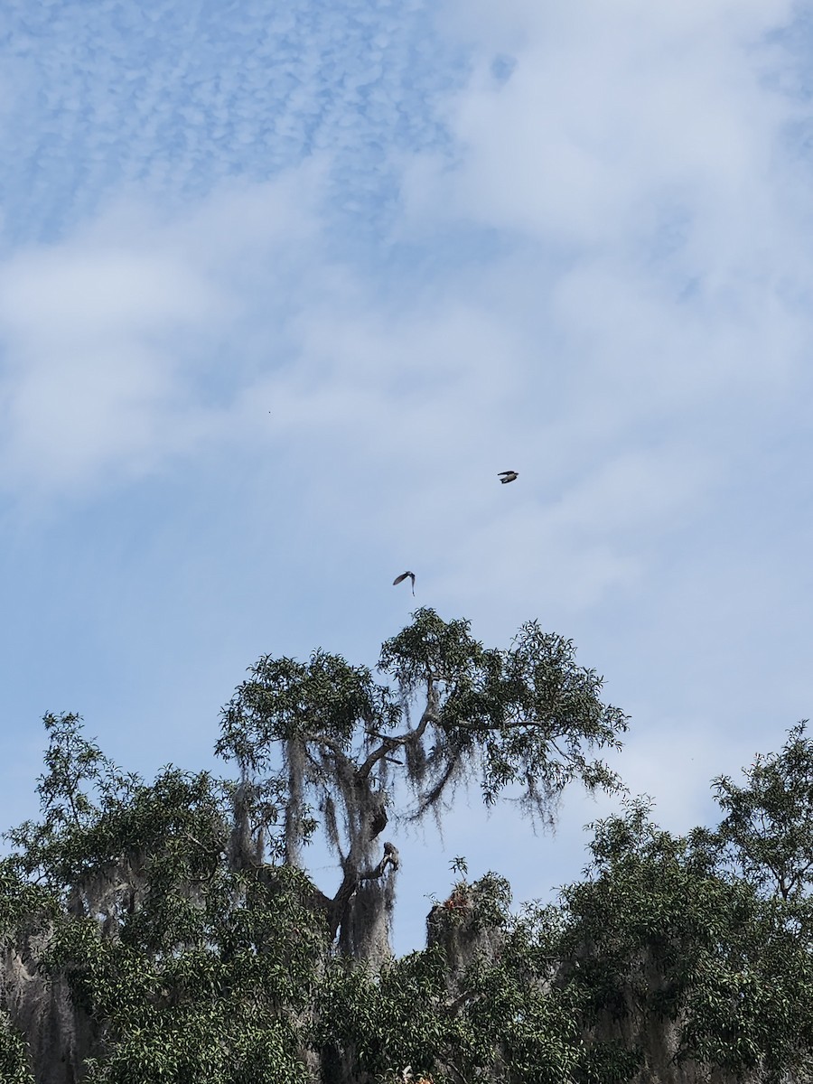 Tree Swallow - ML615157099
