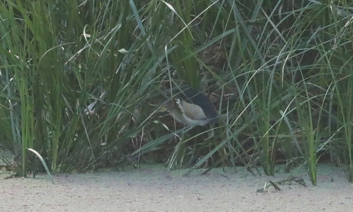 Black-backed Bittern - ML615157103