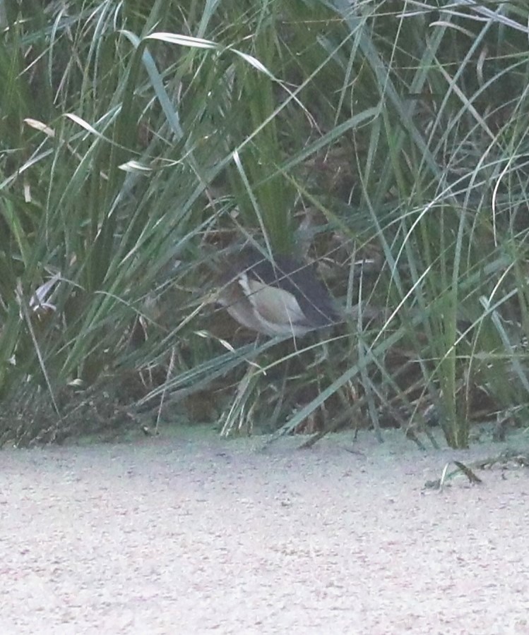 Black-backed Bittern - ML615157104