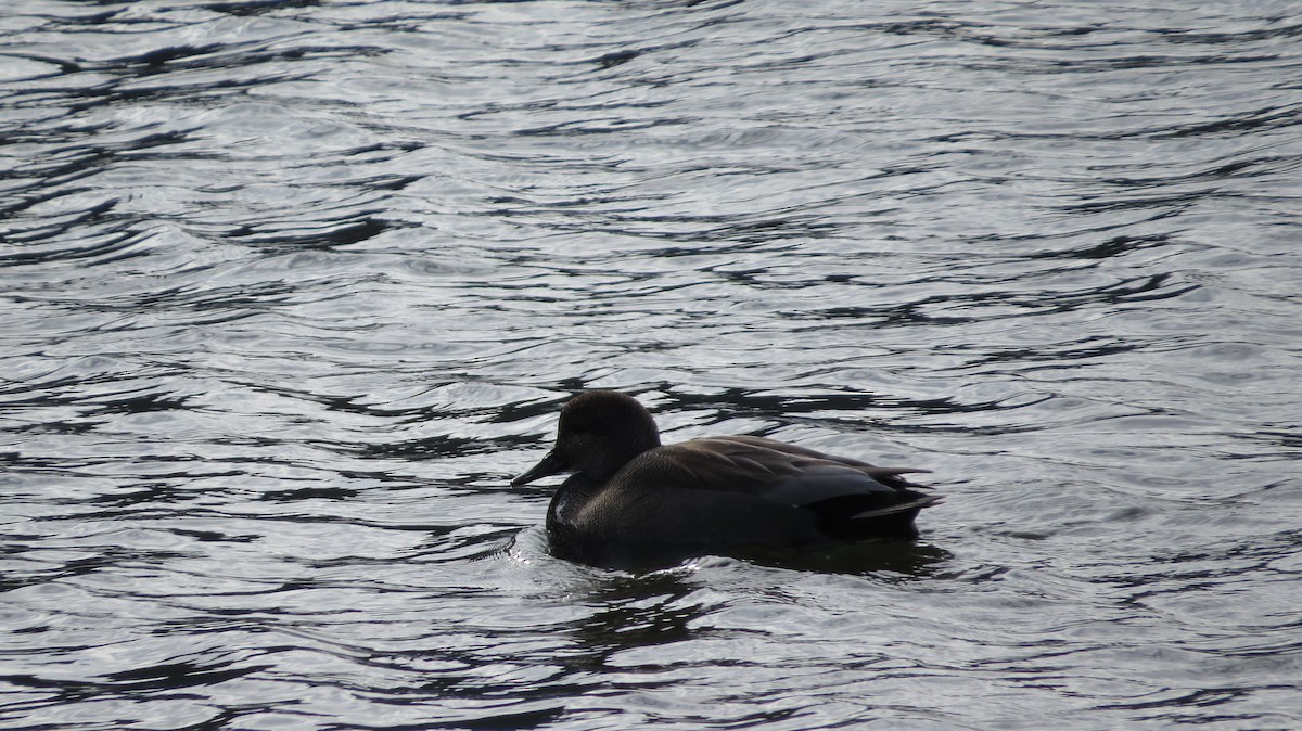 Bufflehead - Noah Augustine