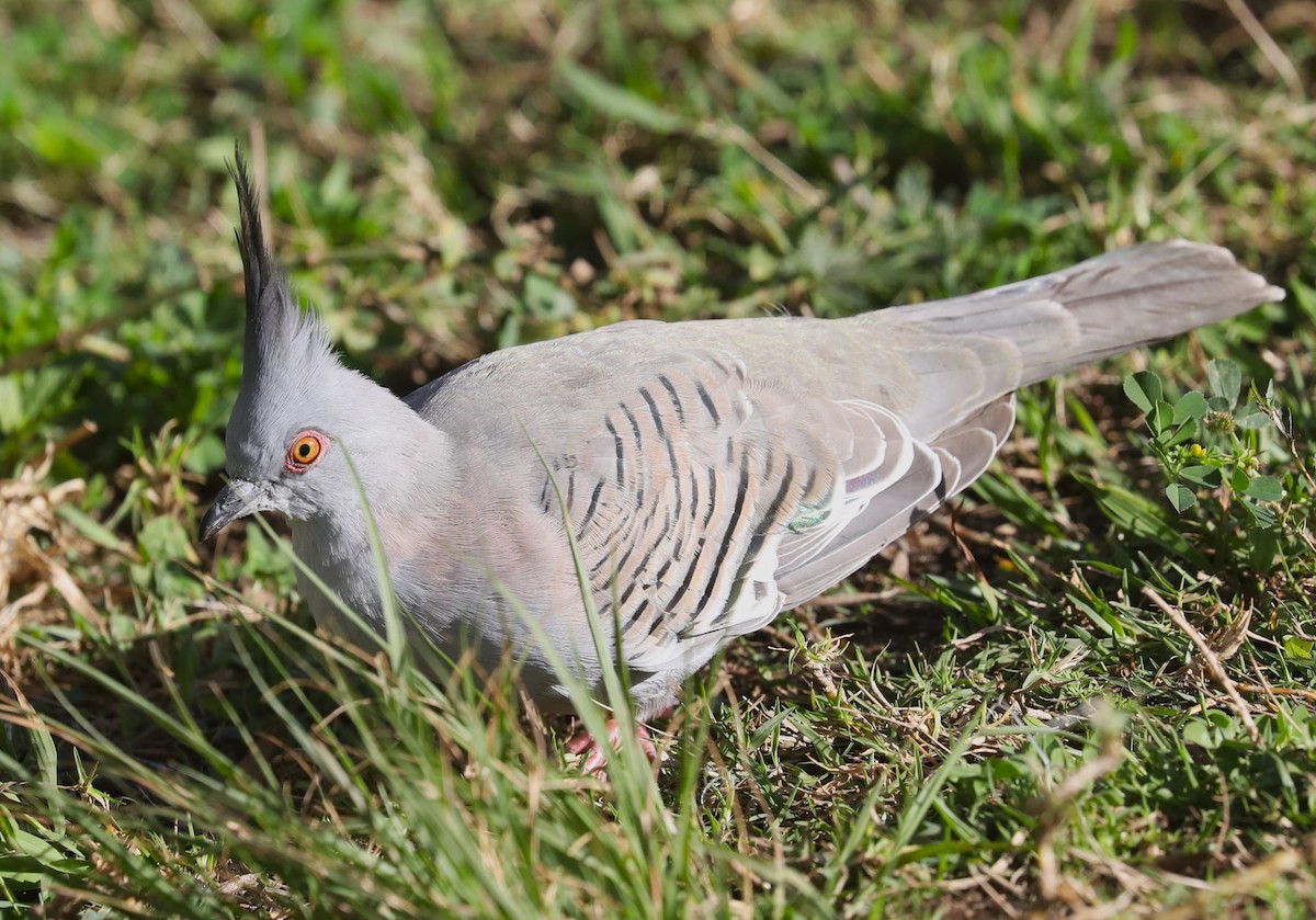 Crested Pigeon - ML615157121