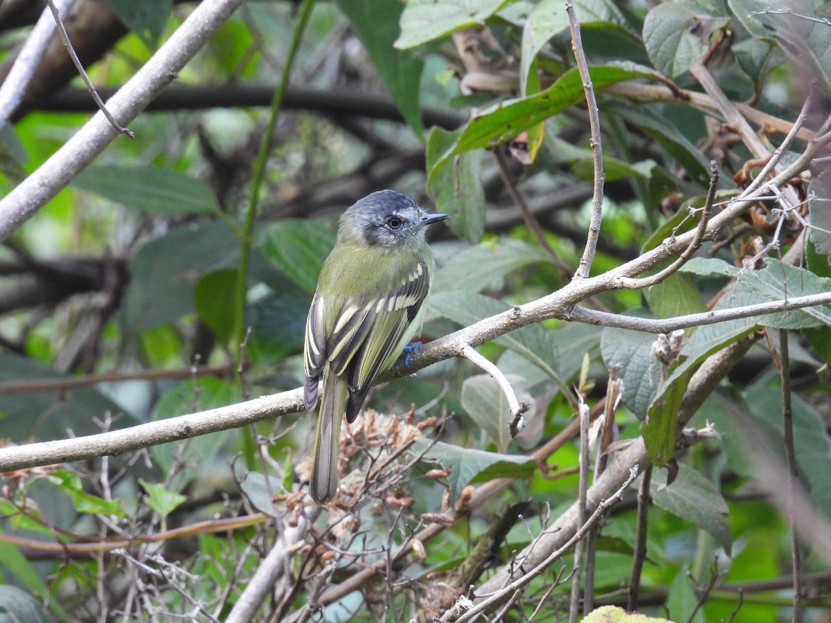 Slaty-capped Flycatcher - Mauricio Zanoletti