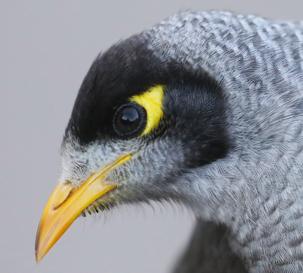 Noisy Miner - ML615157132