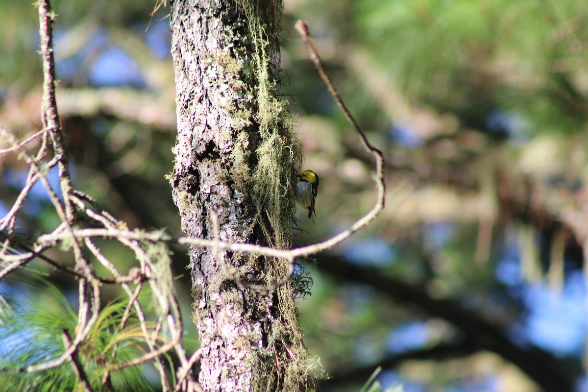 Hermit Warbler - ML615157187