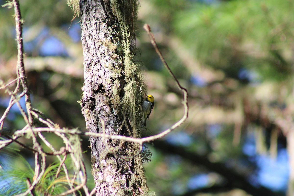 Hermit Warbler - ML615157188