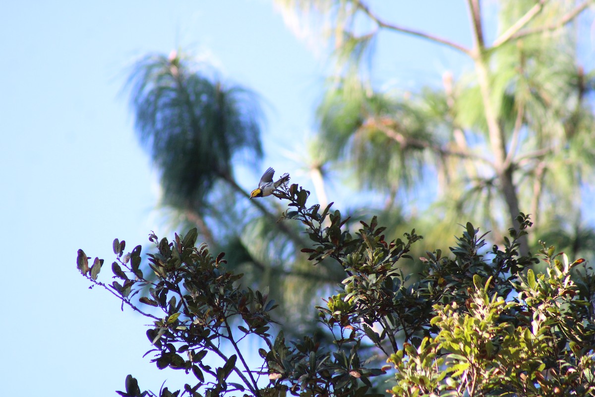 Golden-cheeked Warbler - Cristóbal Palacios Galdamez