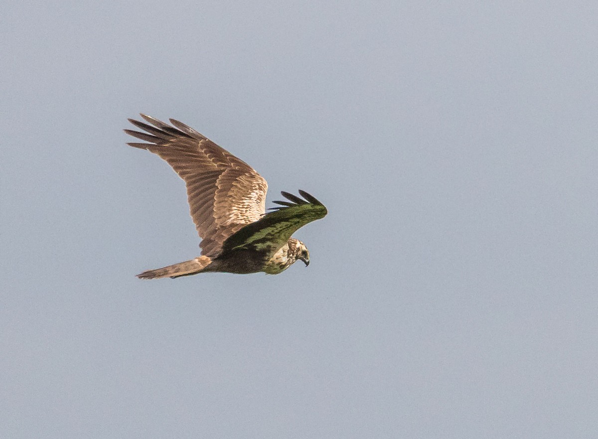 Eastern Marsh Harrier - ML615157221