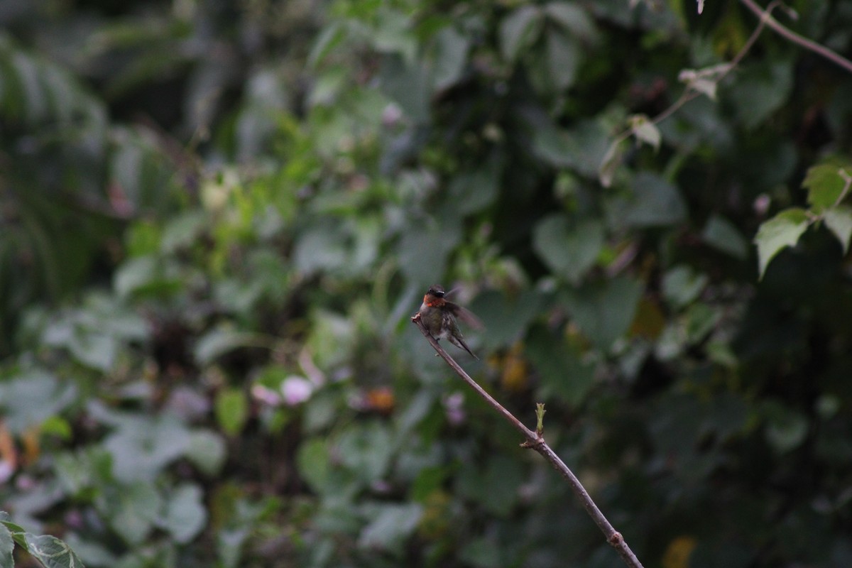 Рубиновогорлый колибри - ML615157231