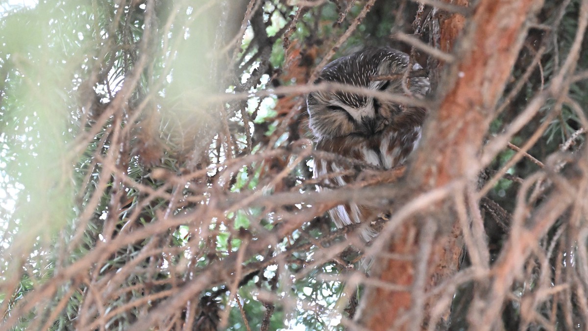 Northern Saw-whet Owl - Ryan Merrill