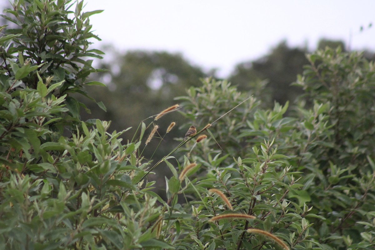 Buff-breasted Flycatcher - ML615157258