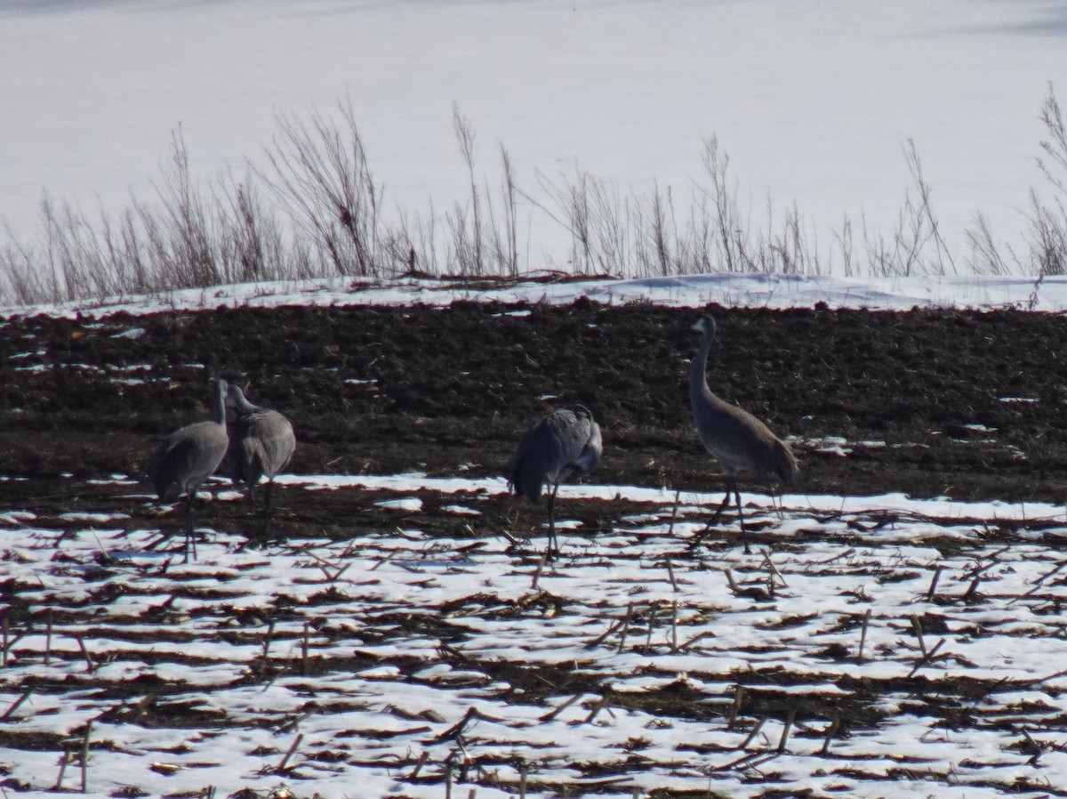 Sandhill Crane - ML615157269