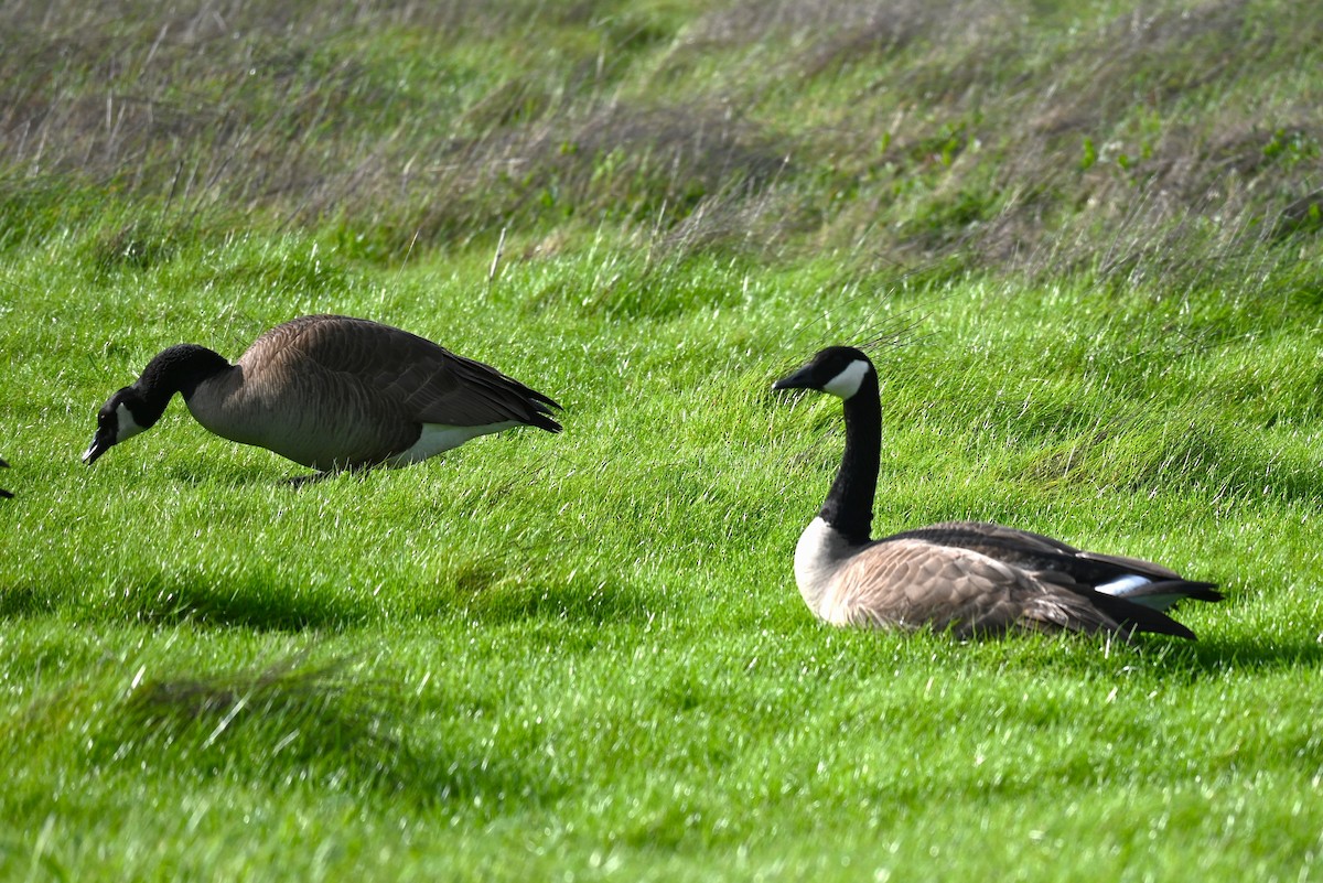 Canada Goose - Dylan Law