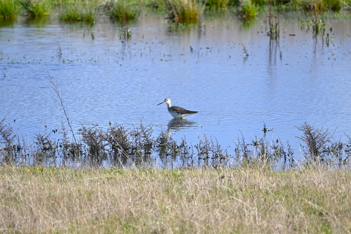 Greater Yellowlegs - Dylan Law