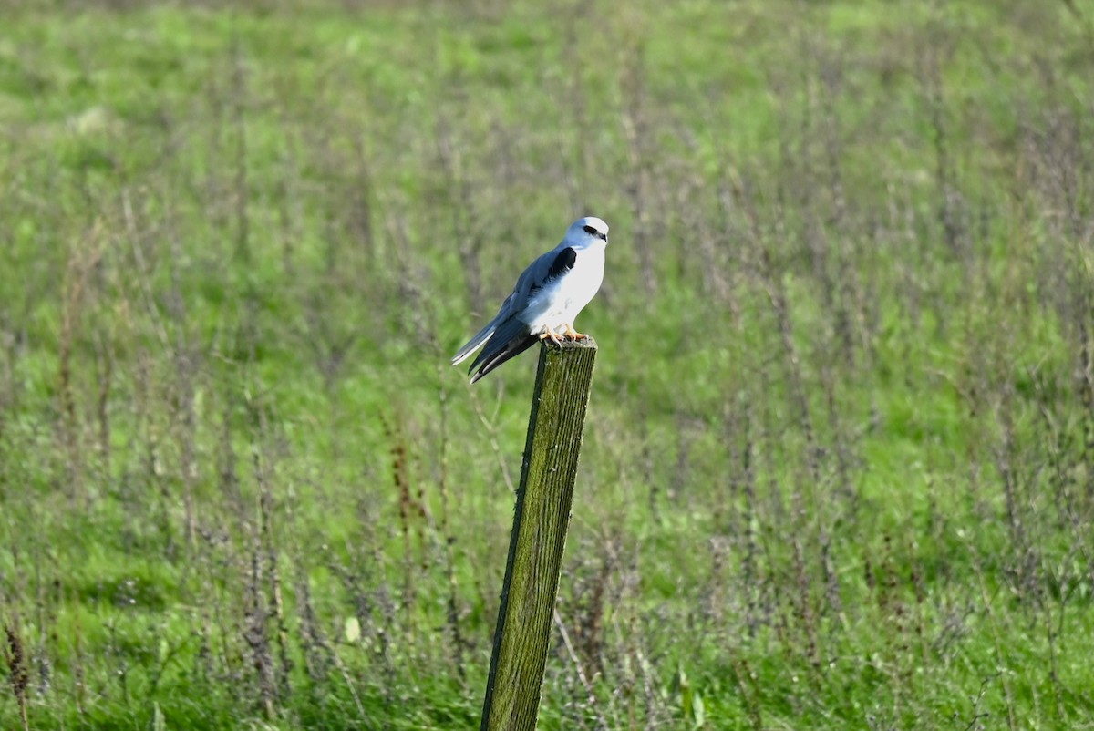 White-tailed Kite - ML615157357