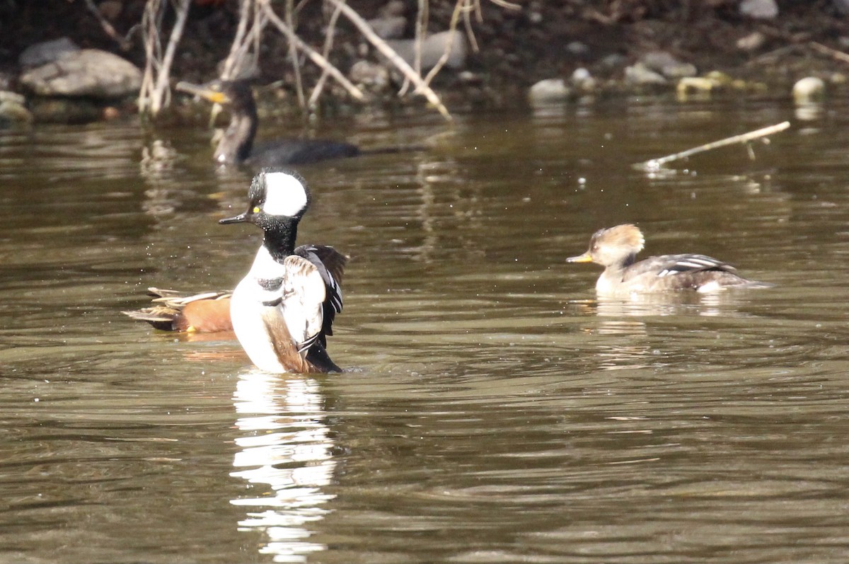 Hooded Merganser - ML615157382