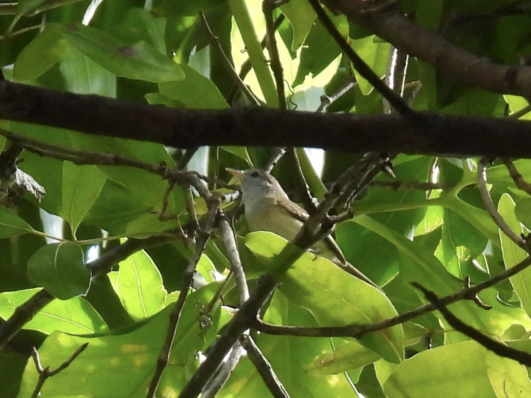 Puerto Rican Vireo - Brad Smith