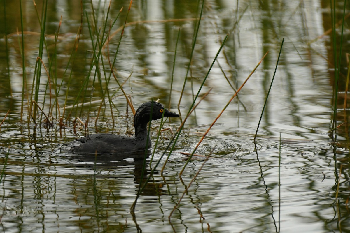 Least Grebe - ML615157449