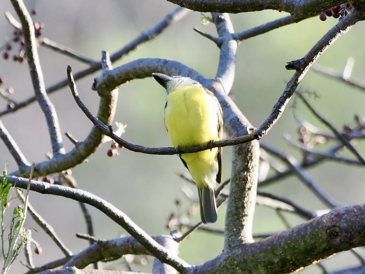 Boat-billed Flycatcher (Northern) - ML615157465